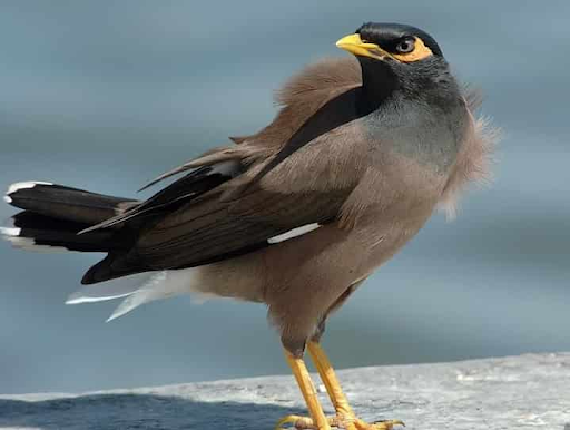 Giới thiệu các thông tin về chim sáo nâu
