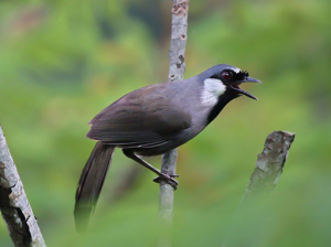 chim khướu bạc má