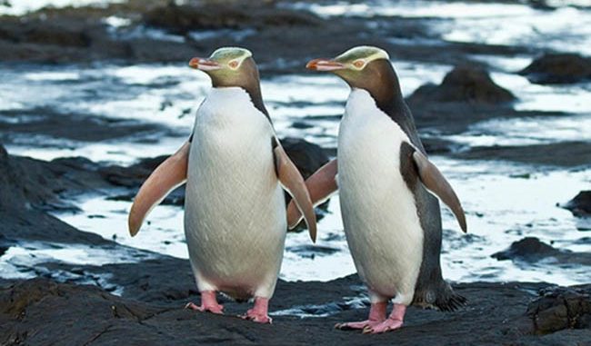 Đôi nét về chim cánh cụt