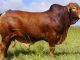 Giá bò giống hiện nay: Biến động và Yếu tố ảnh hưởng đến giá