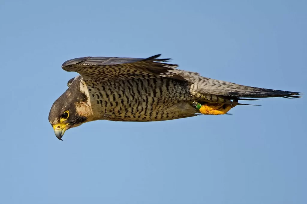 Bật mí các loài chim có tốc độ bay nhanh nhất