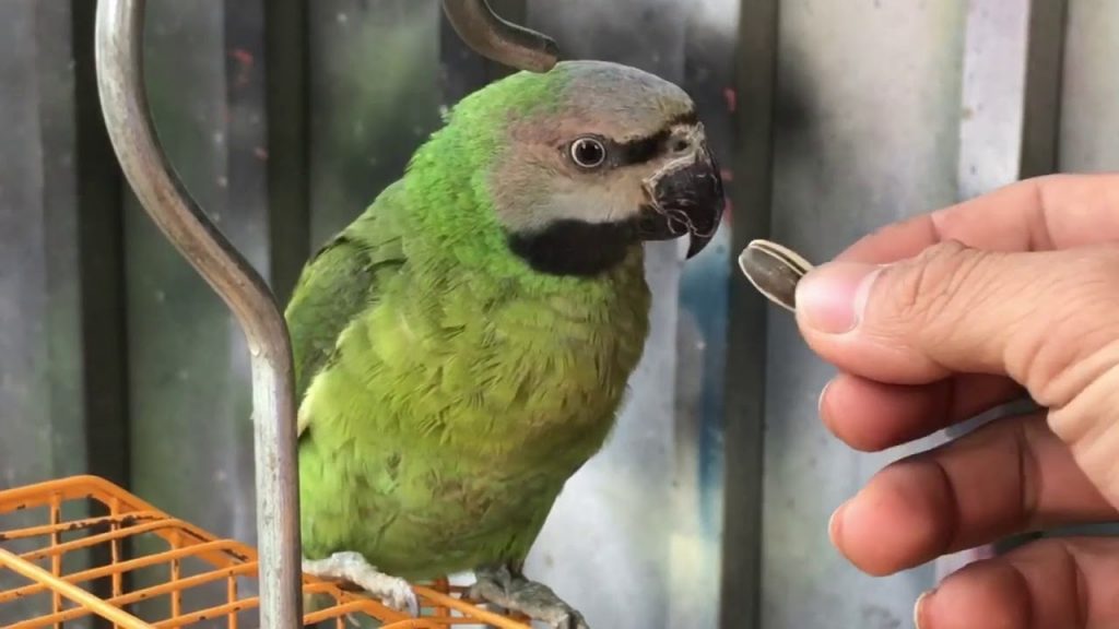Cách cho chim vẹt ăn