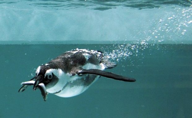 Chim cánh cụt ăn gì? Thông tin thú vị về chim cánh cụt