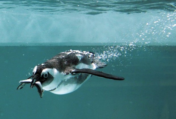 Chim cánh cụt ăn gì? Thông tin thú vị về chim cánh cụt