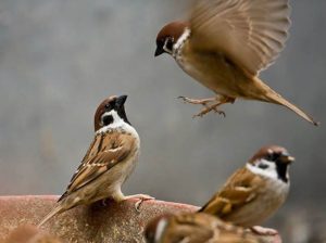 Chim sẻ ăn gì? Thói quen và cách cung cấp chế độ ăn uống phù hợp