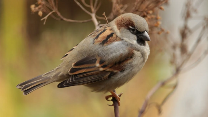 Chim sẻ gây ảnh hưởng gì với nông nghiệp, đặc điểm về loài chim sẻ