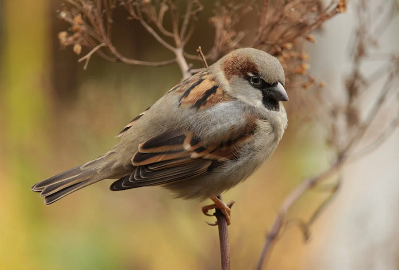 Chim sẻ gây ảnh hưởng gì với nông nghiệp, đặc điểm về loài chim sẻ