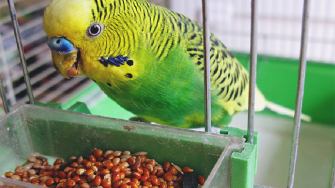 Chim vẹt ăn gì? Tổng hợp các loại thức ăn tốt nhất cho chim vẹt
