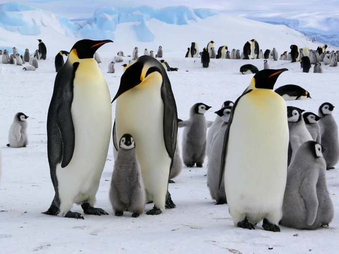 Những thông tin thú vị về chim cánh cụt