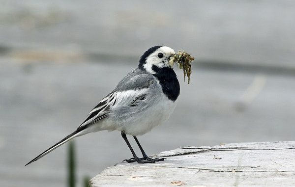 Chim chìa vôi ăn gì? Kỹ thuật nuôi chim chìa vôi hiệu quả