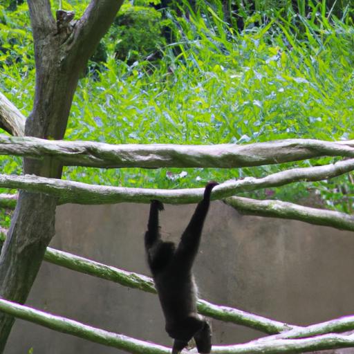 Con khỉ đang liên tục nhảy từ dây liana này sang dây liana khác
