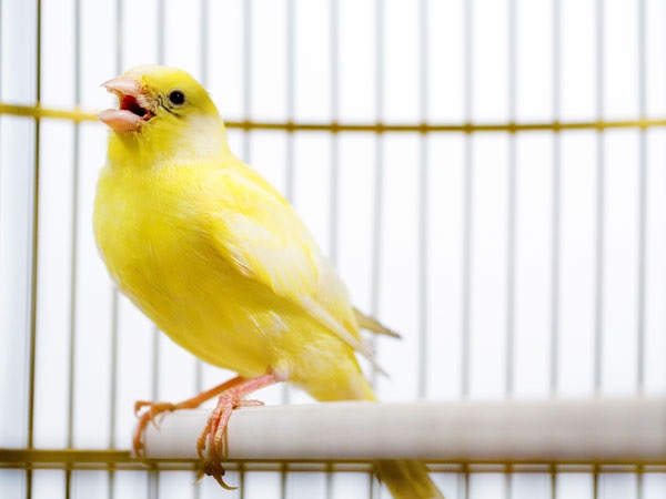 Những yếu tố để chăm sóc tốt cho chim hoàng yến