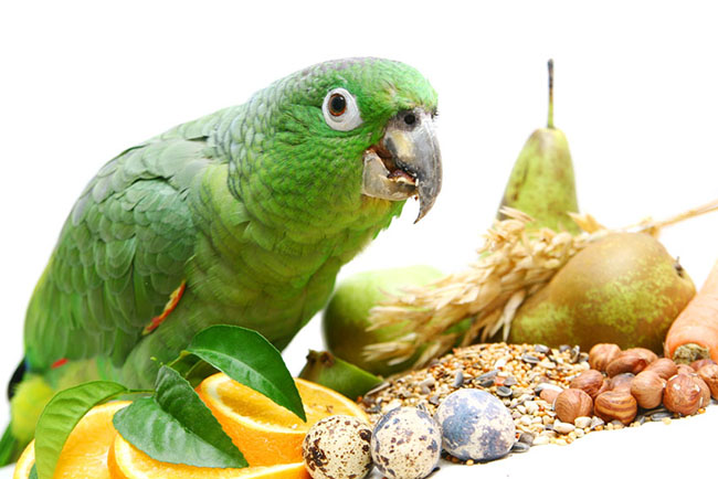 Những thực phẩm cho vẹt ăn để nhanh biết nói