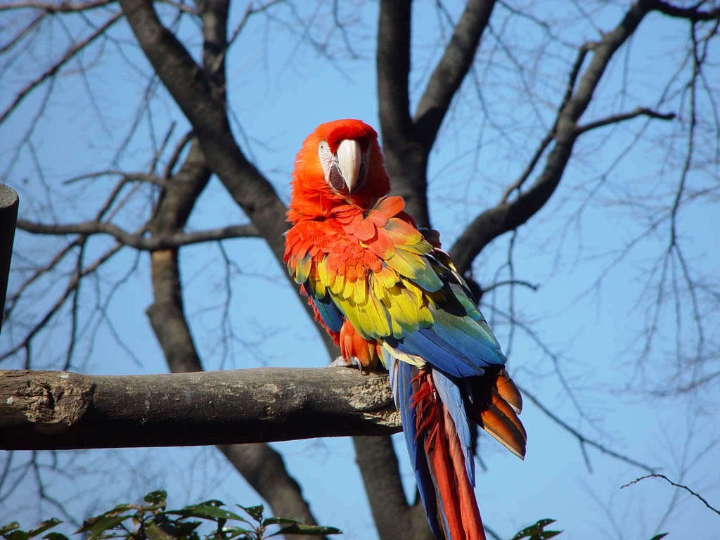 Bảng Giá Vẹt Macaw