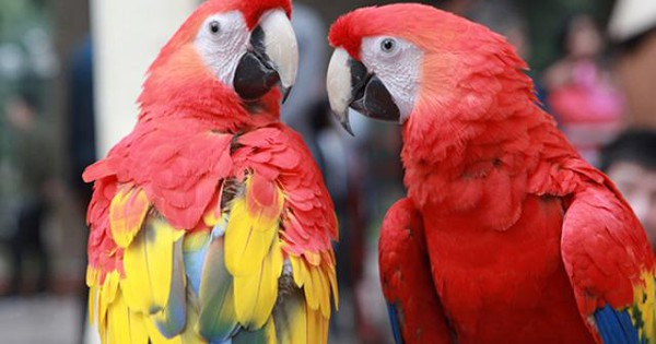 Đặc Điểm Của Vẹt Macaw