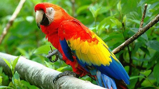 Cách Chăm Sóc Và Nuôi Dưỡng Vẹt Macaw