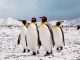 Chim cánh cụt sống ở bắc cực hay nam cực