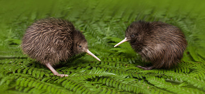 Chim kiwi có cánh không? có biết bay không?