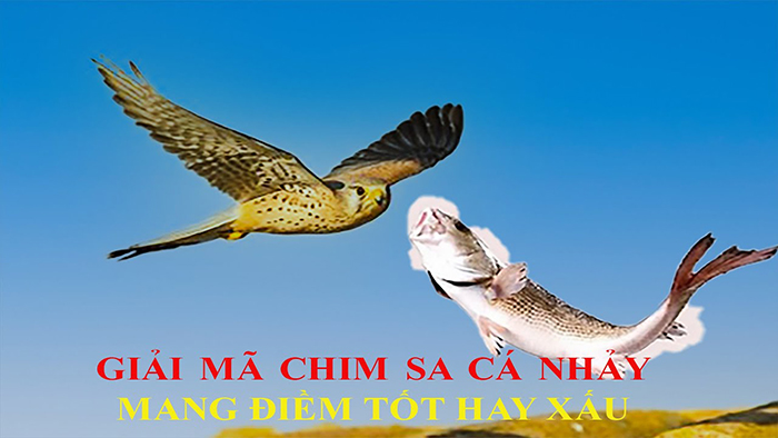 Chim sa cá nhảy là gì?