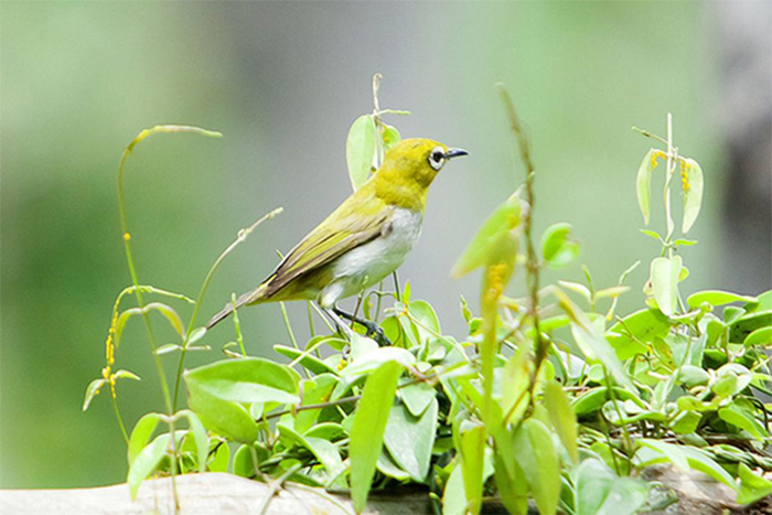 Phân biệt chim Sâu trống và chim Sâu mái