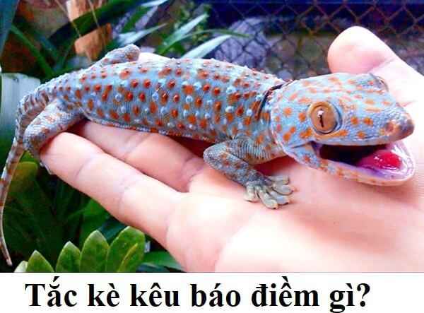 Nằm Mơ Thấy Tắc Kè Điềm Gì