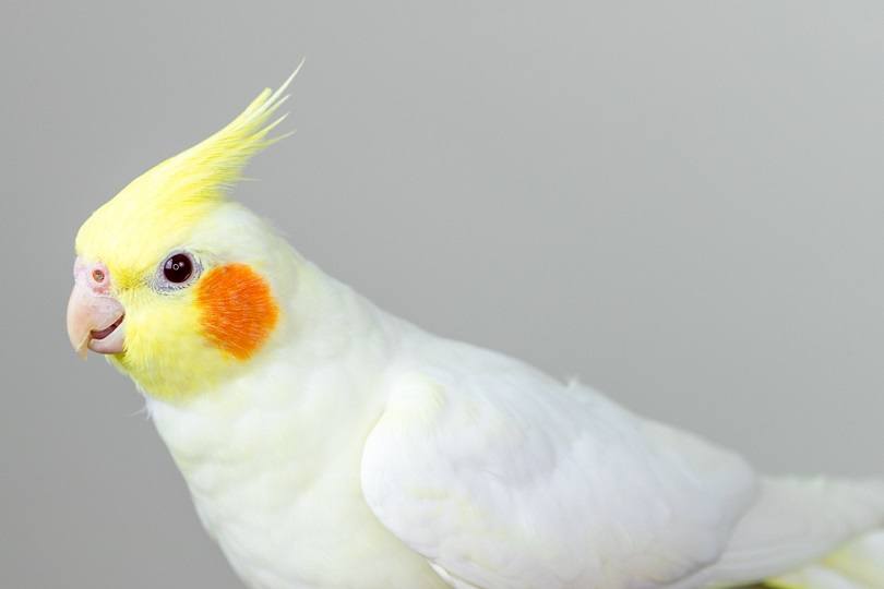 Vẹt Cockatiel – Hướng Dẫn Nuôi Và Chăm Sóc Chi Tiết Nhất