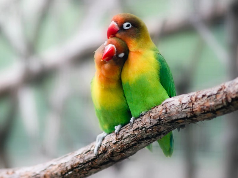 Vẹt Lovebird phổ biến và cách chăm sóc hiệu quả