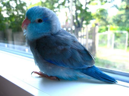 Vẹt Parrotlet Thông Minh Được Yêu Thích Nhất Hiện Nay